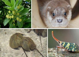 金門地區特有生物示意圖