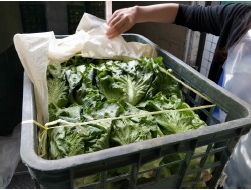 臺中市農產品農藥殘留檢測採樣情形