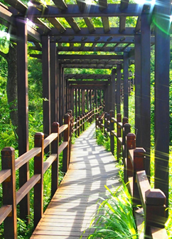 臺中市大坑第十號登山步道