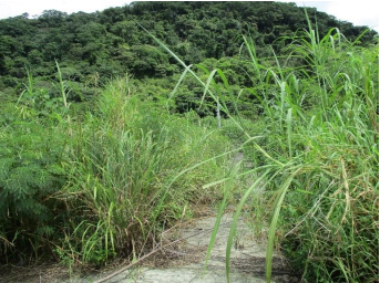 苗栗縣中港溪高灘地遊憩計畫用地雜草叢生