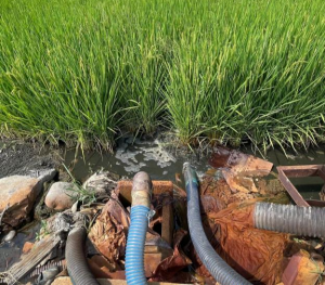 the recycling of livestock waste