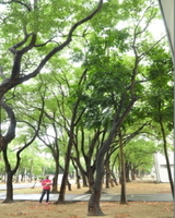臺南市永康砲校遷建暨創意設計園區原地保留之植栽