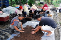 生物菌劑使用推廣－輔導農友培育健康菌根苗