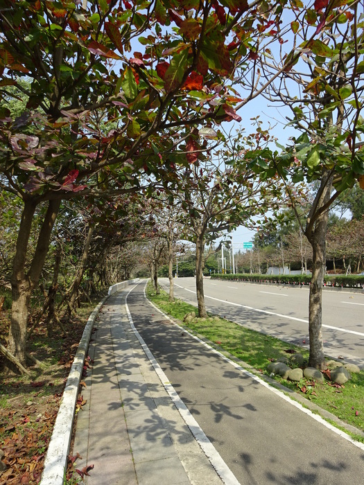 新竹市沿海十七公里觀光帶綠美化情形