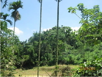 Forestry Bureau