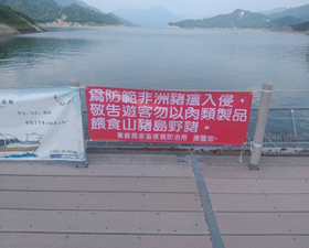 嘉義縣大埔鄉山豬島非洲豬瘟防範宣導照片