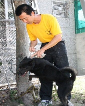 臺南市動物收容所訓練流浪犬為工作犬