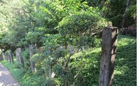 花蓮縣美崙山生態公園民間認養情形
