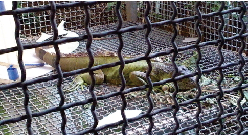 動物防疫機關