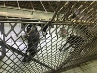 嘉義市動物收容所數犬集中一欄舍