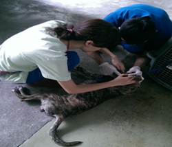 臺北市收容動物初診與檢查