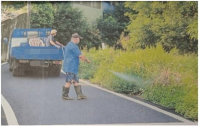 公所採購除草劑僱工噴灑道路兩旁