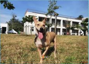 桃園市動物保護教育園區收容犬隻