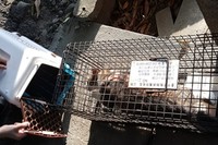 臺中市誘捕籠捕獲流浪犬貓情形