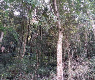 南投縣信義鄉原住民保留地禁伐區
