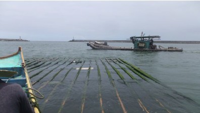 淺海牡蠣養殖
