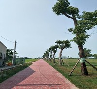 嘉義縣民雄鄉運動公園陽光草坪步道及綠美化設施