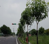 雲林縣虎尾高鐵特定區人行道路樹復育情形