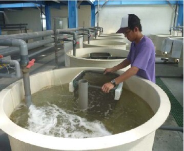 珍珠龍膽石斑魚於模場內中間育成情形