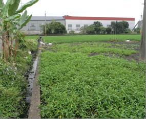 行政院環境保護署農地土壤重金屬污染改善計畫執行情形