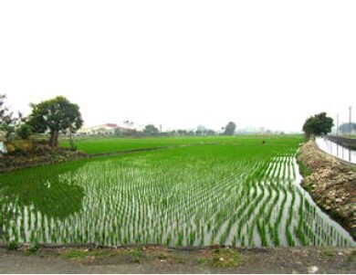 受污染農地整治
