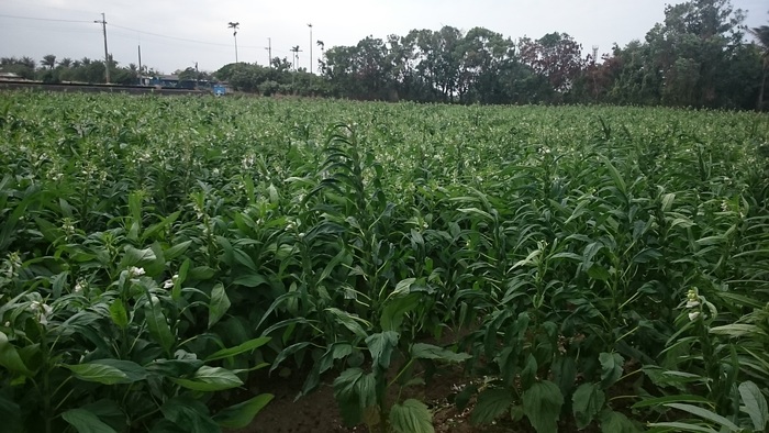 臺南市原休耕農地種植胡蔴情形