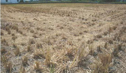 Straw